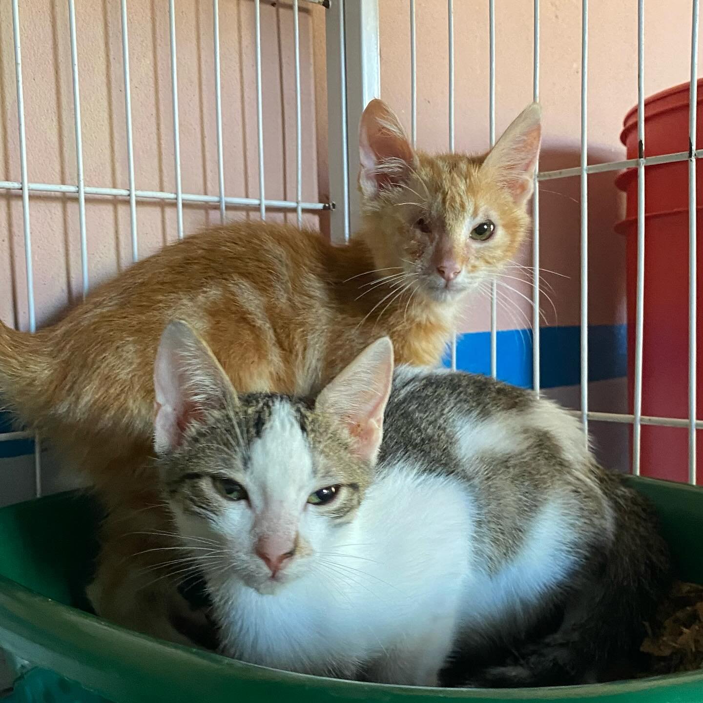 483482735_18488736043030903_8372465456754462721_n