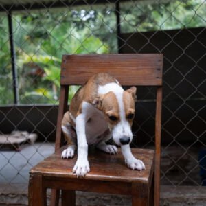 Esponjita - Carmin 4